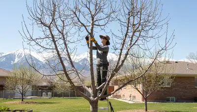 Arborist pruning fruit tree in Salt Lake City UT backyard for healthy growth and professional tree care