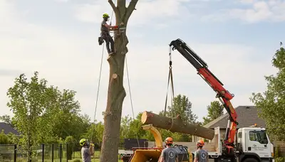 Professional landscaping team shaping trees in Salt Lake City, UT for Chop Chop Tree service
