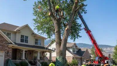 Arborists using bucket truck for large tree removal in Bountiful near Salt Lake City UT homes