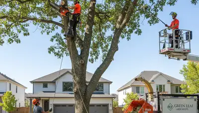 Arborist pruning tree branches in Salt Lake City, UT for professional tree care and maintenance