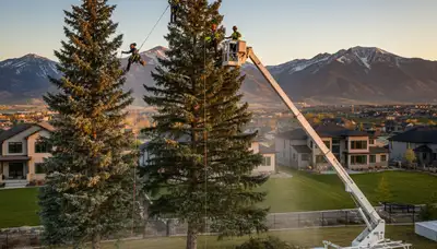 Professional tree removal service in Salt Lake City UT safely cutting tall tree branches