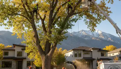 Professional tree removal service in Salt Lake City UT safely cutting and hauling large trees