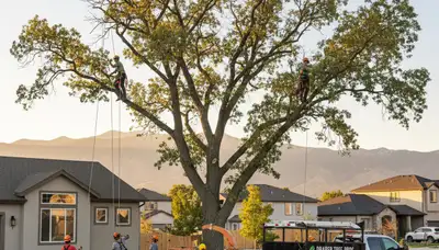 Professional tree removal service in Salt Lake City UT by expert arborists
