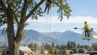 Professional tree removal service in Salt Lake City UT safely cutting large trees