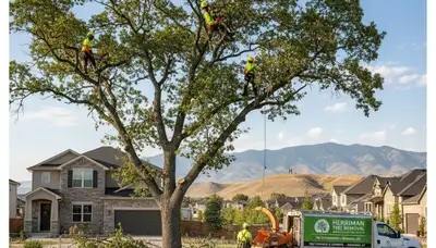 Professional tree removal service in Salt Lake City UT by local certified arborists