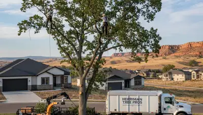 Professional tree removal service in Salt Lake City UT by local certified arborists