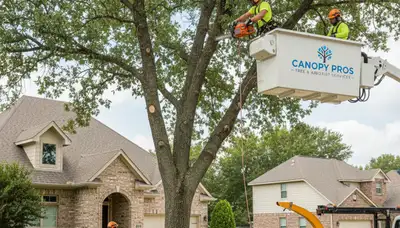 Arborist trimming maple tree in Salt Lake City, UT for Chop Chop Tree professional tree care services