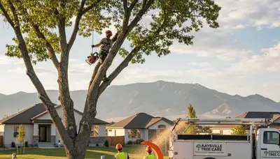 Professional tree removal service in Salt Lake City UT by certified arborists