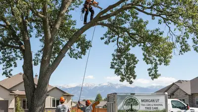 Professional tree removal service in Salt Lake City UT safely cutting and clearing large trees