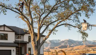 Professional tree removal service in Salt Lake City UT by certified arborists