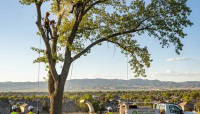 Professional tree removal service in Salt Lake City UT safely clearing residential property