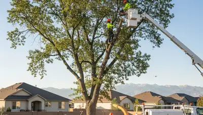 Professional tree removal service in Salt Lake City, UT by certified arborists