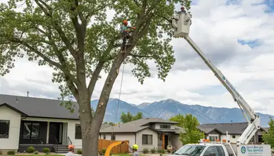 Professional tree removal service in Salt Lake City UT safely clearing large backyard tree