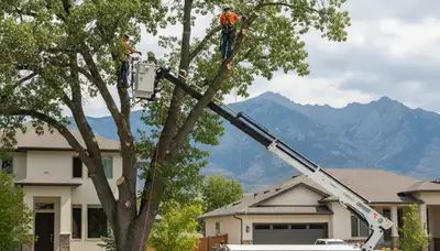 Professional tree removal service in Salt Lake City UT by expert arborists