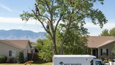 Professional tree removal service in Salt Lake City, UT by certified arborists