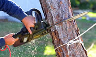 Tree Trimming in Salt Lake City UT